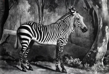 Die Sebra oder Wildesel, graviert von George Townley Stubbs, 1771